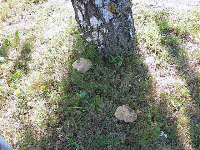 Funghi degli areali esposti